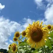 こっこの画像