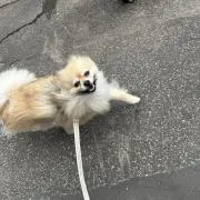 りちゃん。の画像