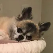 TIの画像