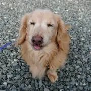 stampede dogsの画像