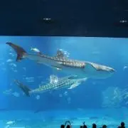 hymの画像