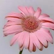 華♡の画像