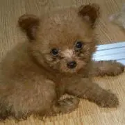 ゆーたんの画像