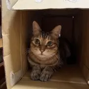 ねこやなぎの画像