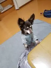 ココの画像