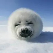ちいの画像