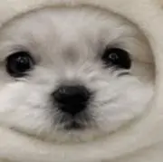 るるなの画像