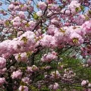 さくらの画像