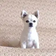 KP
