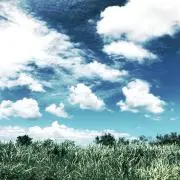 YPSの画像