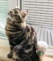 nyan-ksの画像