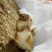 kunkunの画像