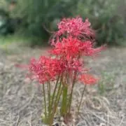 どんぐりの画像