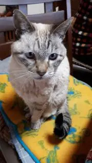 小さなねこの画像