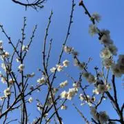 あきの画像