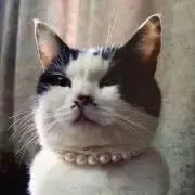 桃子の画像