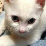 レオ
