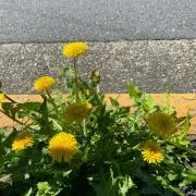 imoの画像