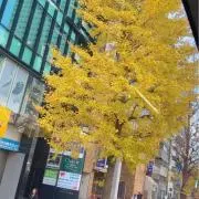 ごん