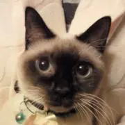 にゃお