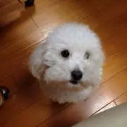 ミイ