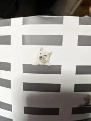 海
