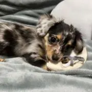 さーちゃん