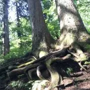 千幸senciaセンシア※プロフ必読※の画像