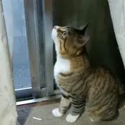 ここふく
