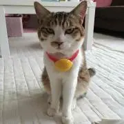 あき☆