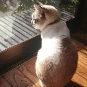 猫みみ☆