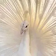 taの画像