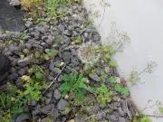 汐味あいすの画像