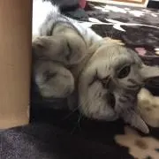 フィリッパの画像