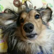ティナキングの画像