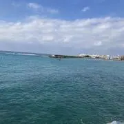 ごりらの画像