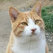 とらちゃんの画像
