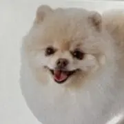 Bowの画像