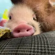 misaの画像