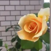 Casa♡Bonitaの画像
