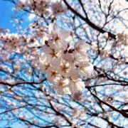 ゆずこしょう