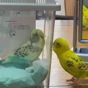 Poooの画像