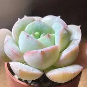 カイ