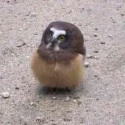 ちゃろ