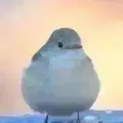 momoの画像