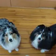 るん