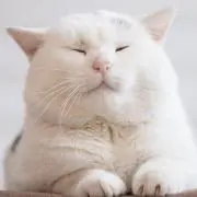 ゆせの画像