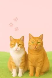 hopecatの画像