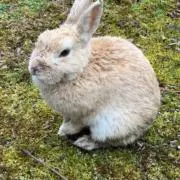 あおいの画像