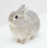 Dの画像